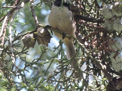 Psaltriparus minimus