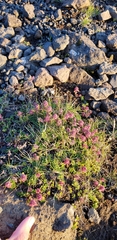 Thymus praecox britannicus