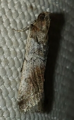 Chararica hystriculella
