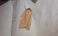 Mythimna oxygala