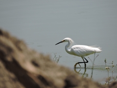 Egretta thula