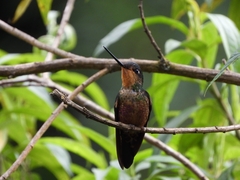 Coeligena helianthea