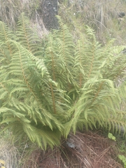 Polystichum speciosissimum