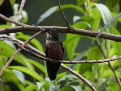 Coeligena helianthea