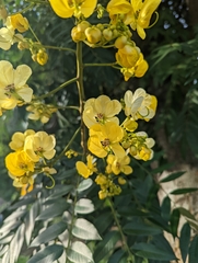 Senna spectabilis