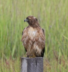 Buteo jamaicensis calurus