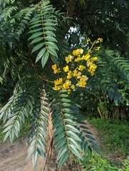 Senna spectabilis