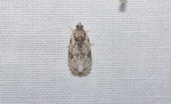 Olethreutes malana
