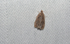 Olethreutes tilianum