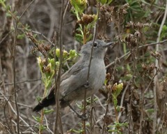 Polioptila californica