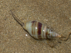 Nassarius dorsatus