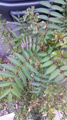 Ailanthus altissima