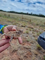 Phrynosoma cornutum
