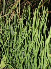 Equisetum arvense