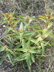 Gentiana cruciata