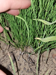 Equisetum arvense