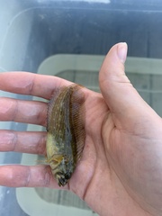Chasmodes bosquianus