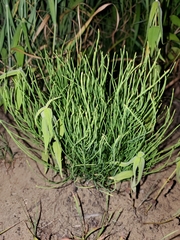 Equisetum arvense