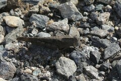 Dissosteira carolina