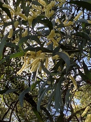 Juliflorae