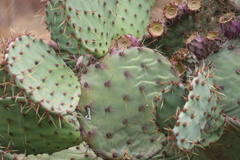 Opuntia phaeacantha