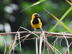 Icterus auricapillus