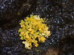 Xanthomendoza