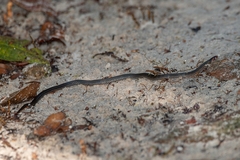 Erythrolamprus pygmaeus