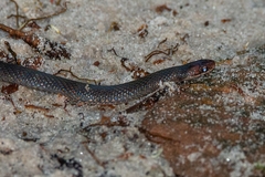 Erythrolamprus pygmaeus