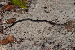 Erythrolamprus pygmaeus