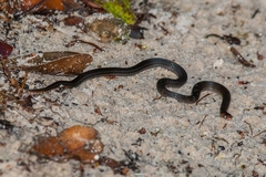 Erythrolamprus pygmaeus