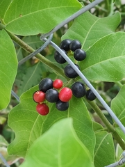 Rauvolfia tetraphylla