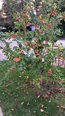 Malus coronaria