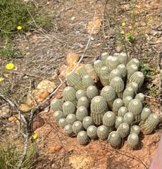 Echinocereus reichenbachii caespitosus