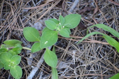 Richardia brasiliensis