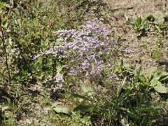 Limonium hypanicum