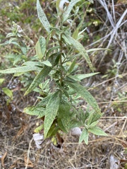 Artemisia douglasiana