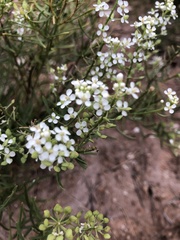 Lepidium fremontii