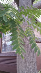Ailanthus altissima