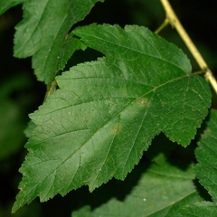 Physocarpus opulifolius