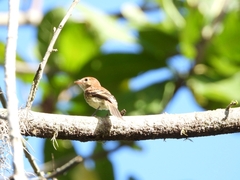 Myiophobus fasciatus