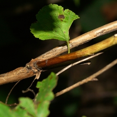 Physocarpus opulifolius