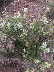 Lepidium fremontii