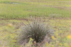Juncus acutus leopoldii