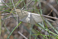 Idaea dolichopis