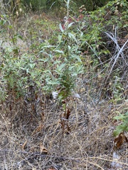 Artemisia douglasiana