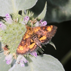 Pyrausta orphisalis