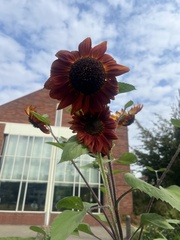 Helianthus annuus