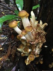 Armillaria