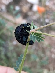 Cysteodemus wislizeni